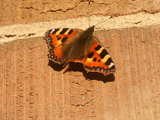 Image showing butterfly with a damaged wing on a wall