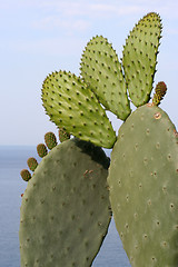 Image showing cactus