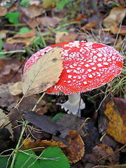 Image showing red fly agaric