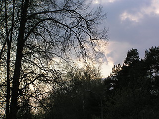 Image showing Sky through the trees