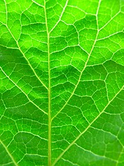 Image showing green leaf texture