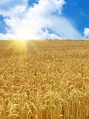 Image showing grain field and sunny day