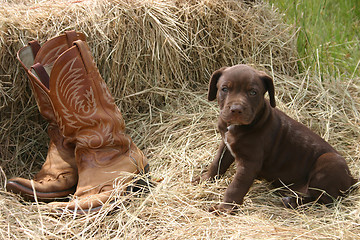 Image showing Puppy & Boots