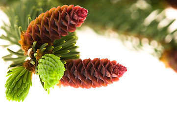 Image showing Pine branch with cones on a white background