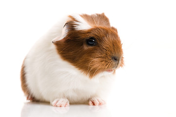 Image showing baby guinea pig