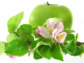 Image showing green apple