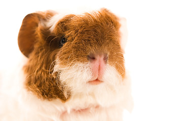 Image showing baby guinea pig