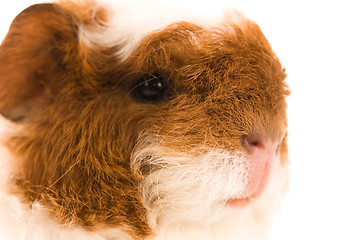 Image showing baby guinea pig