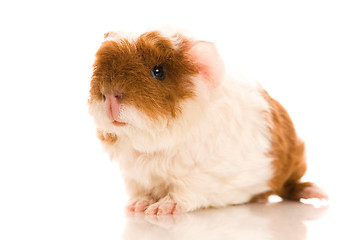 Image showing baby guinea pig