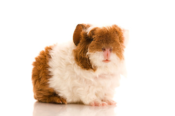 Image showing baby guinea pig