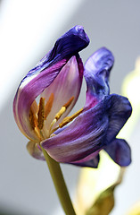 Image showing withered tulip