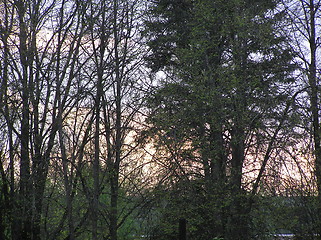 Image showing Sky through the trees