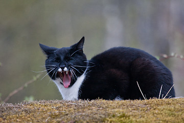 Image showing Yawning cat