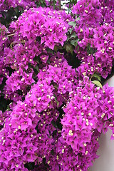 Image showing Bougainvillea