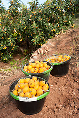 Image showing Loquat harvest