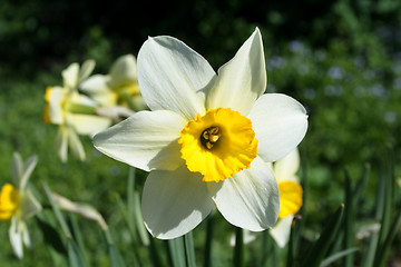 Image showing fresh spring narcissus flowers