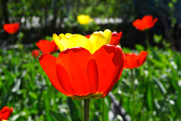Image showing fresh spring tulips flowers