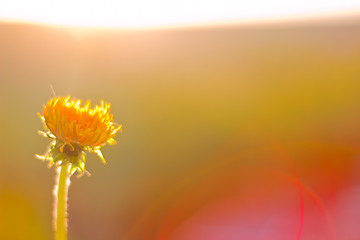 Image showing Summer, the sun, flowers