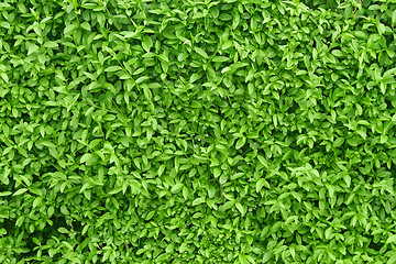 Image showing A fragment of a green living fence