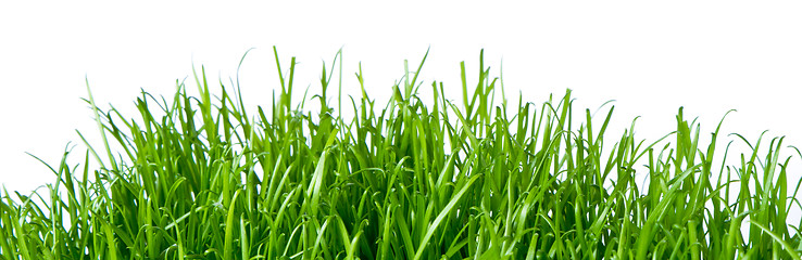 Image showing green grass