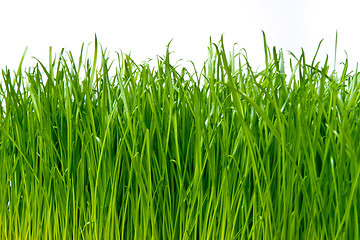 Image showing green grass