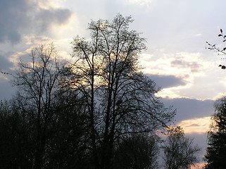 Image showing Tree&clouds