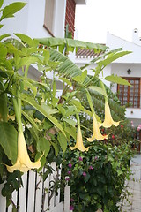 Image showing Trumpet flowers