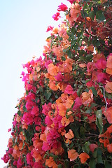 Image showing Orange and pink bougainvillea