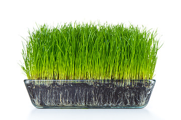 Image showing grass with soil