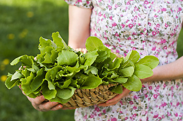 Image showing Salad