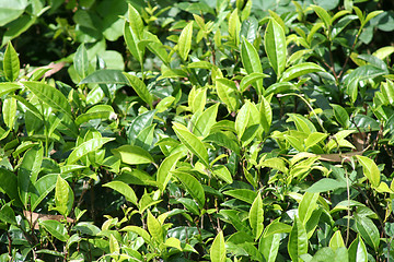 Image showing Tea plantation of Sri Lanka