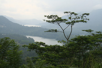 Image showing Asian tree of Ceylon