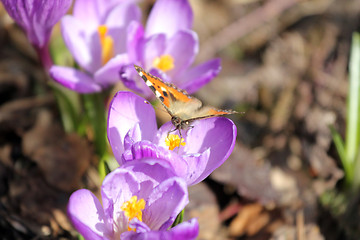 Image showing crocus and butterfly