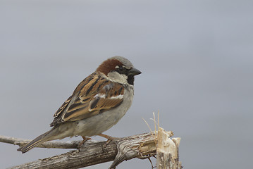 Image showing House sparrow