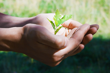 Image showing Small tree in hands