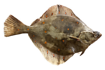 Image showing Plaice