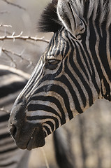 Image showing Zebra