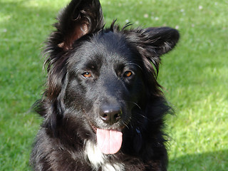 Image showing black dog