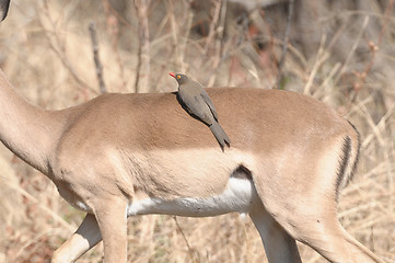 Image showing Red bill ox pecker