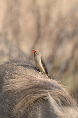 Image showing Red billed ox pecker