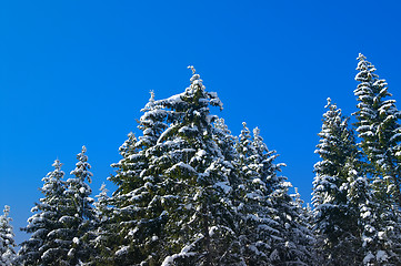 Image showing Winter fir wood