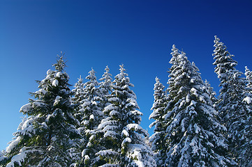 Image showing Winter fir wood