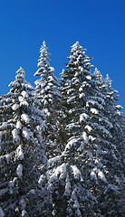 Image showing Winter fir wood