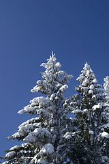 Image showing Winter firs