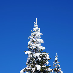 Image showing Winter fir