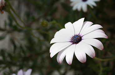 Image showing White Daisy with Purple Centre