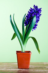 Image showing decorative hyacinth