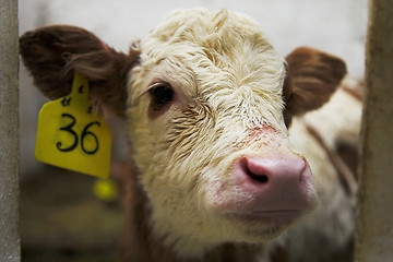 Image showing bull calf