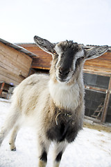 Image showing nanny-goat