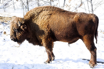 Image showing wild bison